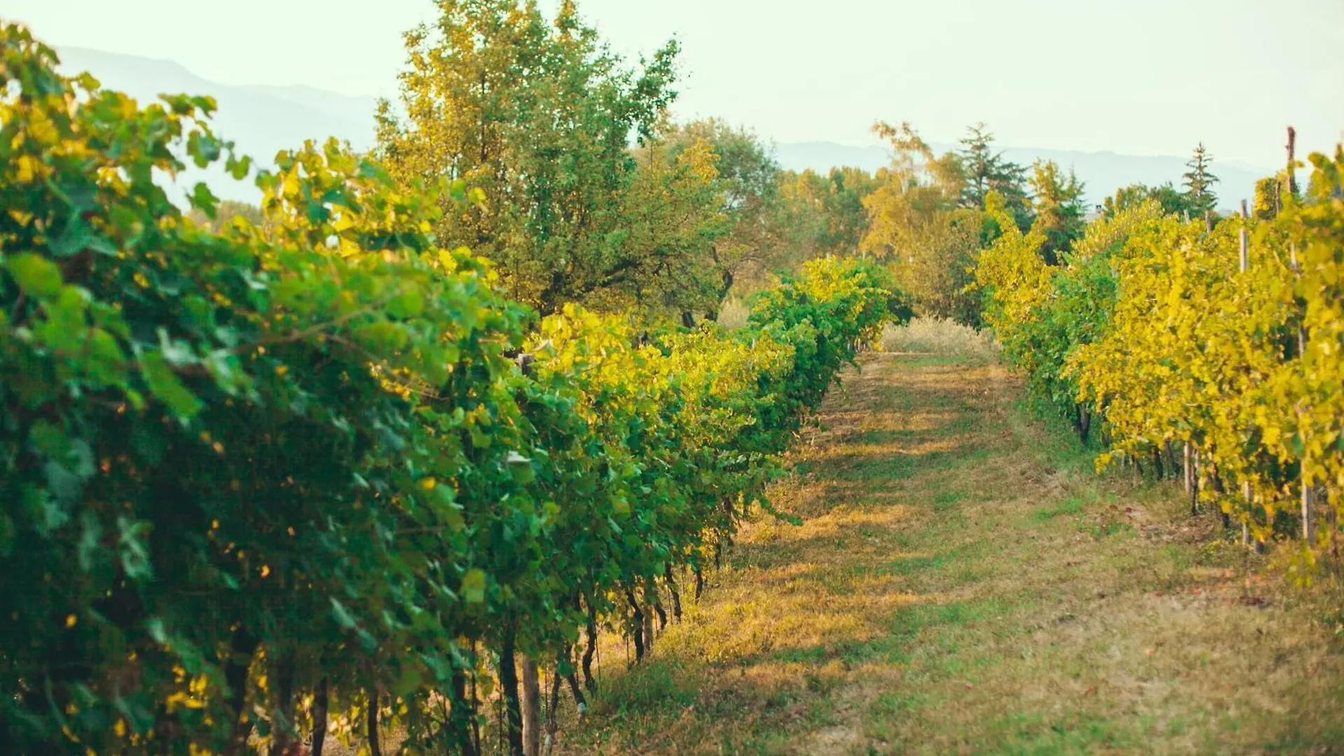 Asolo Norah'S Hill Agri Rooms Monfumo 意大利